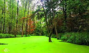 مرداب و دریاچه سراوان