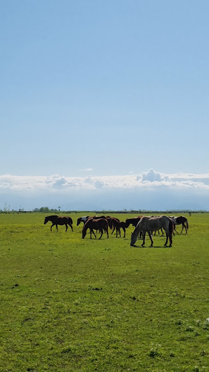 جیر سر باقرخاله